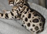 Sarafinas litter - Bengal Kitten For Sale - Plymouth, WI, US