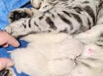 Zazus litter - Bengal Kitten For Sale - Plymouth, WI, US