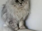 Scottish Straight With Pedigree For Mating - Scottish Straight Cat For Sale - Miami, FL, US
