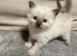 Buba - Ragdoll Kitten For Sale - 