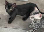 Tobi Melanistic female - Bengal Kitten For Sale - Macon, MO, US