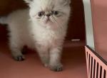 Annie - Exotic Kitten For Sale - 