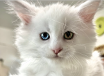 Cosmopolitan - Maine Coon Kitten For Sale - Marlton, NJ, US