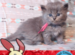 Plusle of Pokemon Ruby Edition - Siberian Kitten For Adoption - Tampa, FL, US