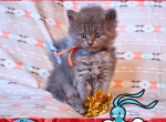 Altaria of Pokemon Ruby Edition - Siberian Kitten For Adoption - Tampa, FL, US