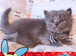 Minun in Pokemon Ruby Edition - Siberian Kitten For Adoption - Tampa, FL, US
