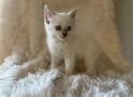 Dolly - Ragdoll Kitten For Sale - New Smyrna Beach, FL, US