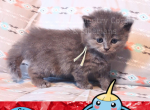 Surskit in Pokemon Ruby Edition - Siberian Kitten For Adoption - Tampa, FL, US