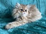 Imani - Persian Kitten For Sale - Lexington, KY, US