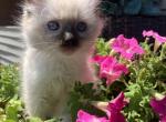 Spot Kats Ravishing Ragdolls kittens - Ragdoll Kitten For Sale - Lancaster, PA, US