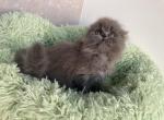 Female scottish fold - Scottish Fold Kitten For Sale - Chicago, IL, US