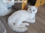 Baron - Scottish Fold Kitten For Sale - Chattanooga, TN, US