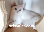Bella - Scottish Straight Kitten For Sale - Chattanooga, TN, US