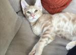 Maximus - American Shorthair Kitten For Sale - 