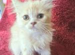 Nala - British Shorthair Kitten For Sale - New York, NY, US