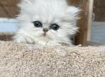 Beautiful Persian Kitten - Persian Kitten For Sale - Williamsburg, VA, US