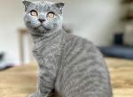 Tony - Scottish Fold Kitten For Sale - Woodland Park, CO, US