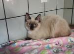 Ragdoll Kittens - Ragdoll Kitten For Sale - Delano, CA, US