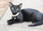 Mr Panther - Domestic Kitten For Sale - Emory, TX, US