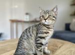 Tigger - Scottish Straight Kitten For Sale - Woodland Park, CO, US