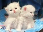 Romeo & Juliet - Persian Kitten For Sale - Discovery Bay, CA, US