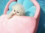 Romeo & Juliet - Persian Kitten For Sale - 