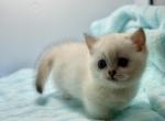 Dwarfy the Munchkin Scottish Straight - Munchkin Kitten For Sale - Houston, TX, US