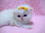 Juliet - Persian Kitten For Sale - Discovery Bay, CA, US
