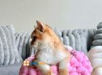 Precious - British Shorthair Kitten For Sale - Fairfax, VA, US