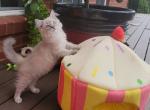 Jersey - Ragdoll Kitten For Sale - Knoxville, TN, US