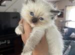 Seal mitted female - Ragdoll Kitten For Sale - Butler, PA, US