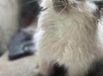 Momma Coco - Himalayan Kitten For Sale - 