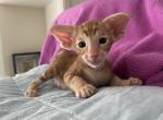 Rubin - Oriental Kitten For Sale - 