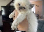 Blue point female - Ragdoll Kitten For Sale - Butler, PA, US
