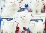 Gaze Ready Now - Persian Kitten For Sale - PA, US