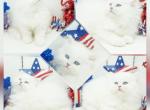 CFA Ready Now - Persian Kitten For Sale - PA, US