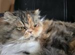 Monica - Persian Cat For Sale - Waldorf, MD, US