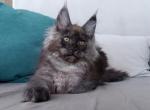 Dana - Maine Coon Kitten For Sale - Miami, FL, US