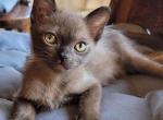 Watson - Burmese Kitten For Sale