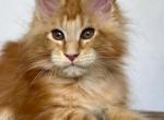 Amra - Maine Coon Kitten For Sale - Houston, TX, US