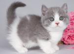 Dezirre - Munchkin Kitten For Sale - Norwalk, CT, US