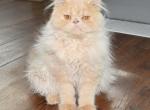 Persian Jewel - Persian Kitten For Sale - 