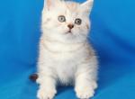 Tom - Scottish Straight Kitten For Sale - 