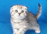 Nabi - Scottish Fold Kitten For Sale - 