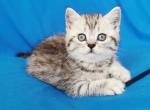 Kiwi - Scottish Straight Kitten For Sale - San Francisco, CA, US