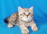 Alex - Scottish Straight Kitten For Sale - 