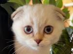 LUNA - Scottish Fold Kitten For Sale - Cape Coral, FL, US