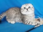 Adriana - Scottish Fold Kitten For Sale - 