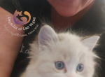 GOOSIE and ROCCO last kitten - Ragdoll Kitten For Sale - 