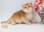 Visper - British Shorthair Kitten For Sale - 